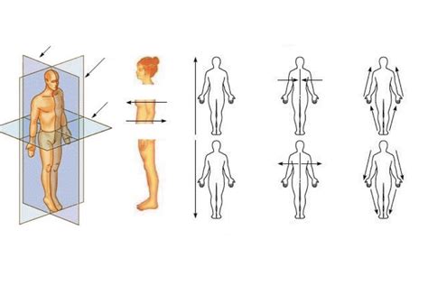 Body Planes And Anatomical Directions Diagram Quizlet