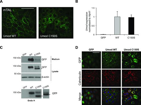 Characterisation Of Mtal Cells Expressing Wild Type Or Mutant