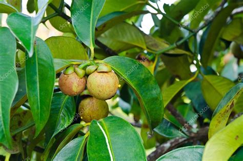 Mangosteen on tree Stock Photo by ©wuttichok 35308355