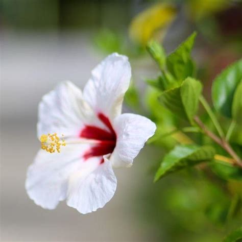 Buy Hibiscus Luna White Online Garden Goods Direct