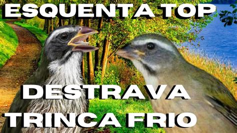 DESTRAVA Seu Trinca Ferro Trinca Ferro Cantando E Macheando Muito