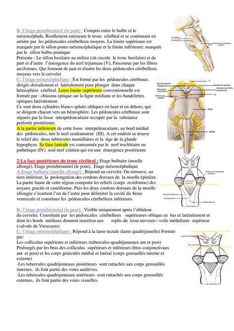 Solution Anatomie Du Tronc C R Bral Studypool