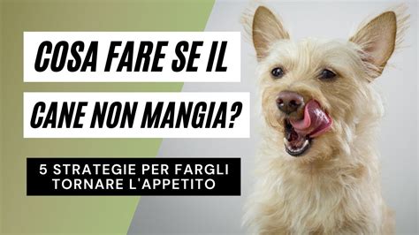 Cosa Fare Se Il Cane Non Mangia 5 Strategie Per Fargli Tornare L