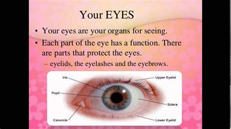 Parts Of Eye And Their Functions Youtube