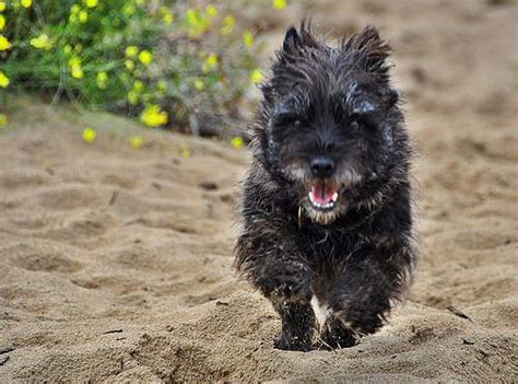 Grey Cairn Terrier Chihuahua Mix Pets Lovers