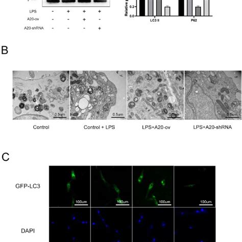 A20 Regulates Autophagy In Human Npcs Awestern Blot Analysis For The