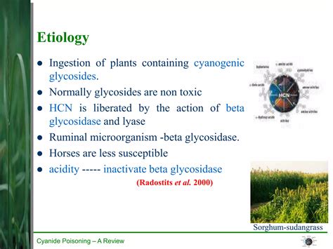 Cyanide Poisoning in Livestock; Sorghum Poisoning | PPT