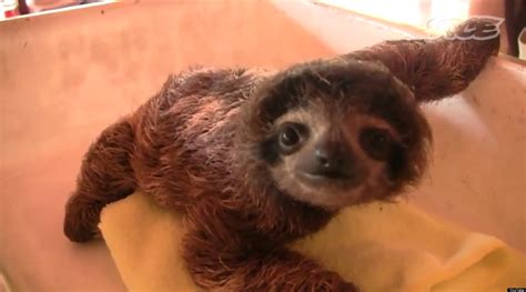 Baby Sloths: How Much Cute Can You Handle?! (VIDEO) | HuffPost UK