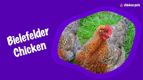 Bielefelder Chicken Breed What Is It Chicken Pets