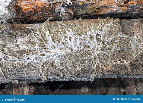 Mycelium Of Dry Rot On Damp Wood Royalty Free Stock Photo