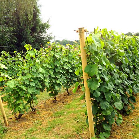 Polish agriculture could benefit from global warming | Obserwator ...