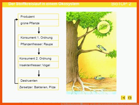 11 Stoffkreislauf Im Wald Arbeitsblatt Allgemeine Arbeitsblätter