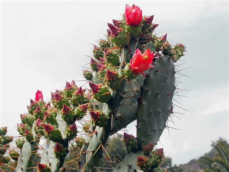 Cactus Nopal Plumas Foto Gratis En Pixabay