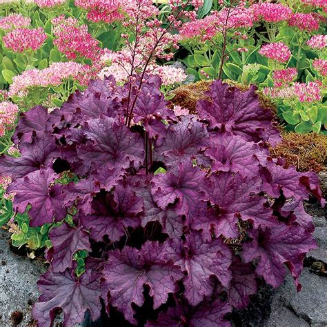 Heuchera Grande™ Amethyst Terra Nova® Nurseries Inc
