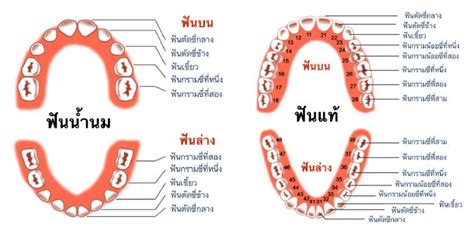 ฟันแท้ ขึ้นกี่ขวบ ลำดับการขึ้นของฟันในแต่ละวัย อัปเดต 2023