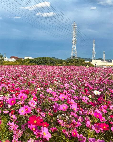 服部農園コスモス畑（10月）愛知県丹羽郡の観光・撮影スポットの名所 東海カメラマップ