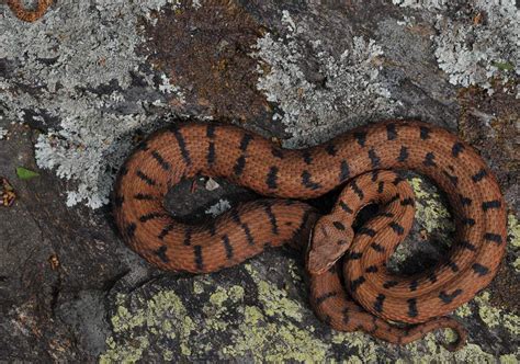 La Vipera Comune Vipera Aspis Francisciredi E Vipera Aspis Atra