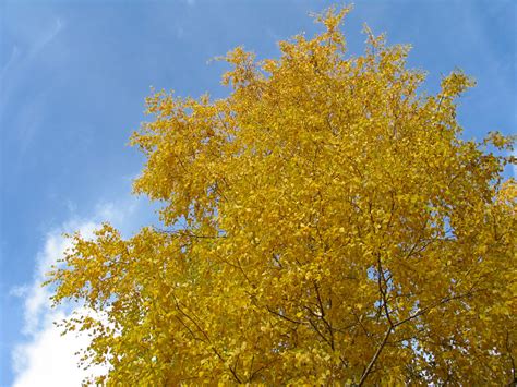 Betula pendula 'Golden Cloud' - Betula alba - Betula verrucosa ...