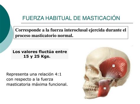 Ppt Fuerza Masticatoria Powerpoint Presentation Free Download Id