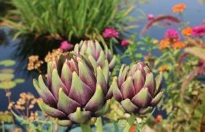 15 Types of Artichokes | Best Artichoke Plant Varieties