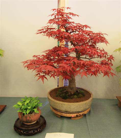 Broadleaf Bonsai Swindon And District Bonsai