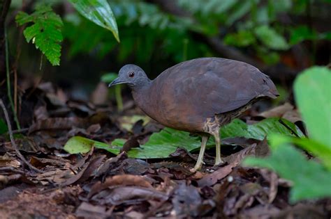 Foto Inhambugua U Crypturellus Obsoletus Por Joao Quental Wiki Aves