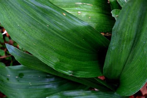 Cast Iron Plant Aspidistra Elatior Care And Growing Guide