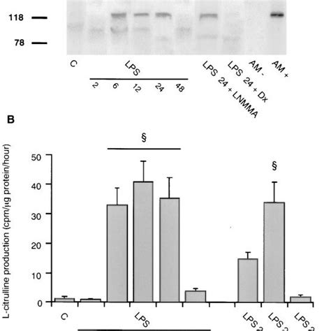 A Representative Western Analysis Of Inos Protein In The Rat Download Scientific Diagram