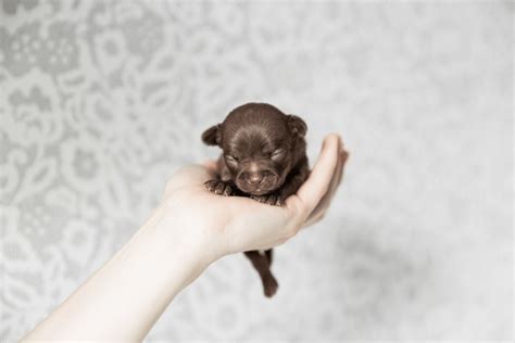 3087 Baby Chihuahua Care Royalty Free Images Stock Photos And Pictures