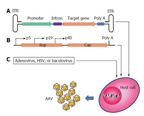 Adeno Associated Virus Vectors For Human Gene Therapy