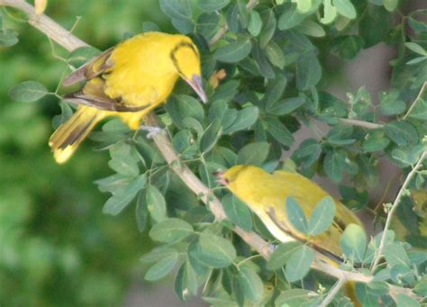 Birds In Bangkok City Centre And Wildlife In Thailand