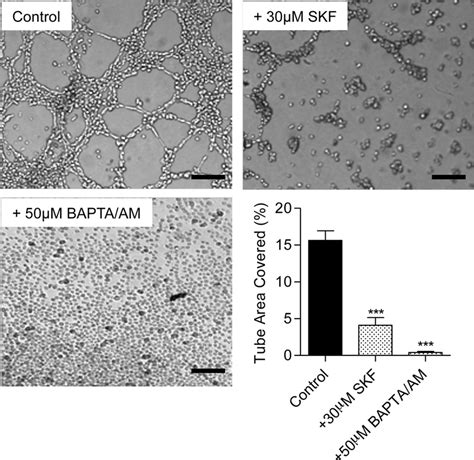 Ca 2 Dependence Of The In Vitro Tube Formation Process On Eahy926 Download Scientific Diagram