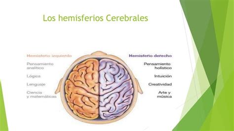 Presentacion Los Hemisferios Cerebrales PPT Descarga Gratuita