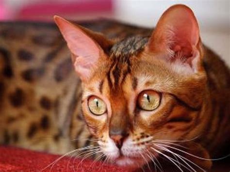 Bengal Cat Breed Personality Behavior Facts And Characteristics