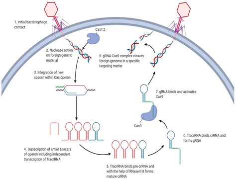 Genes Free Full Text Crisprcas9 In Cancer Immunotherapy Animal