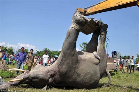 Heartbreaking Photos Of Two Elephants Killed By An Electric Fence Who Both Died Because They