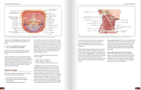 The Concise Book Of Muscles Niel Asher Education