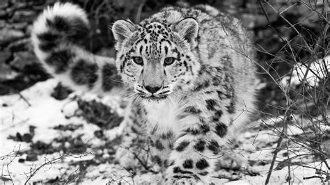 Mac Os X Snow Leopard Wallpaper Hd 60 Images