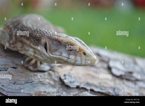 Savannah monitor lizard hi-res stock photography and images - Alamy