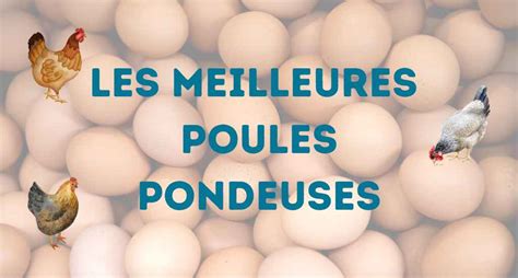 Poules Pondeuses Top Des Meilleures Races Poules Au Jardin