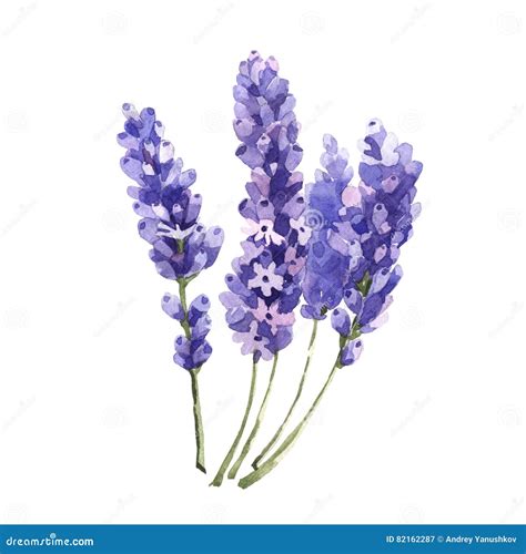 Wildflower Lavender Flower In A Watercolor Style Isolated Stock