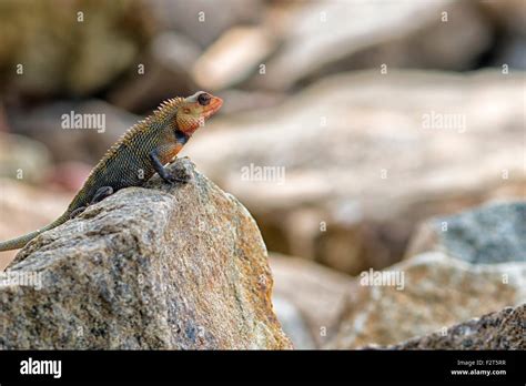 Oriental Garden Lizard At Jungle Beach In Unawatuna Sri Lanka Stock