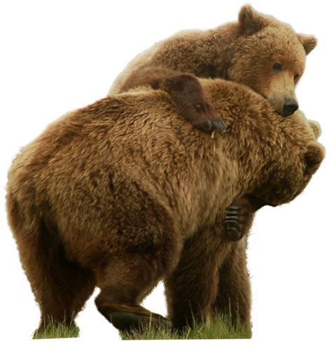 Grizzly Bear Png Hd Png Pictures Vhvrs