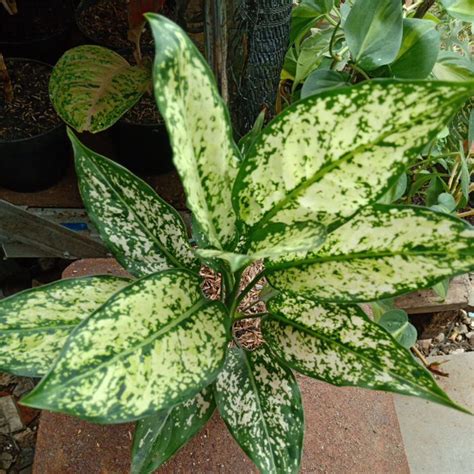 Jual Aglaonema Snow White Shopee Indonesia