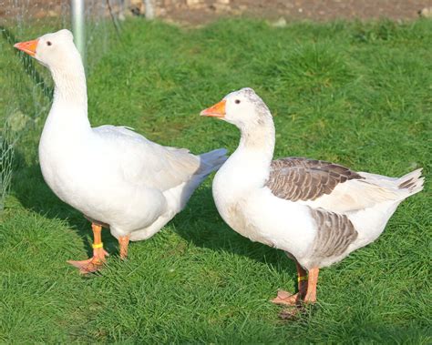 Oies de race élevage et vente Ferme de Beaumont