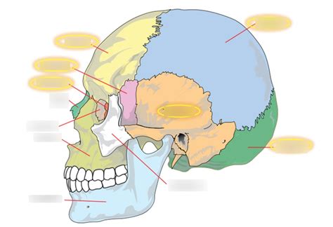 Cranial Bones Diagram Quizlet