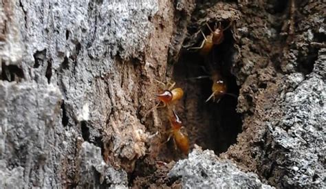 Nasutitermes Walkeri Found In Sydney · Clean And Green Pest Control Northern Beaches