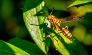 10 Texas Wasps To Know And Appreciate Native Backyards