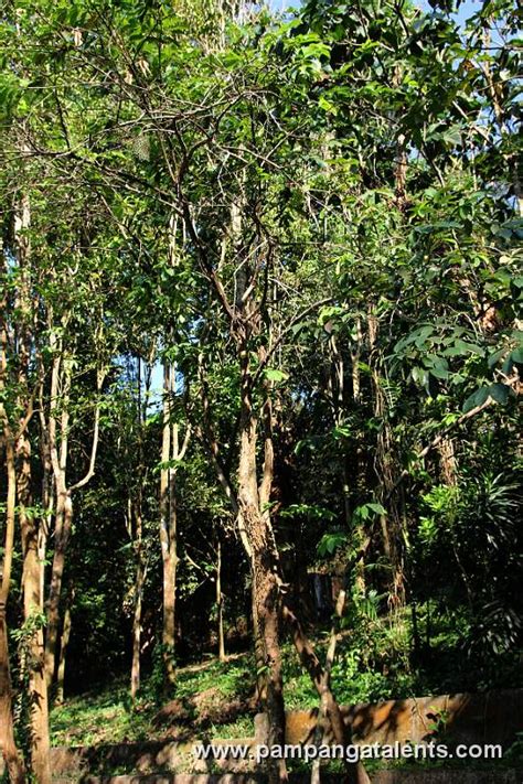 Soursop Tree