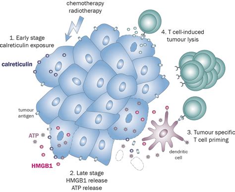 Tumor Cell Based Assays Charles River